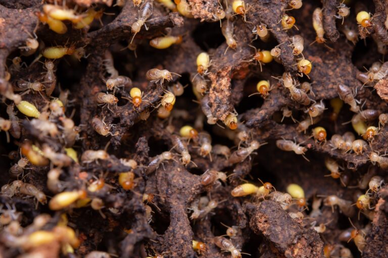 Termites eat wooden planks. Damage of a wooden house from termites
